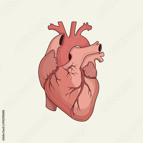 A detailed illustration of the human heart, showing its anatomy