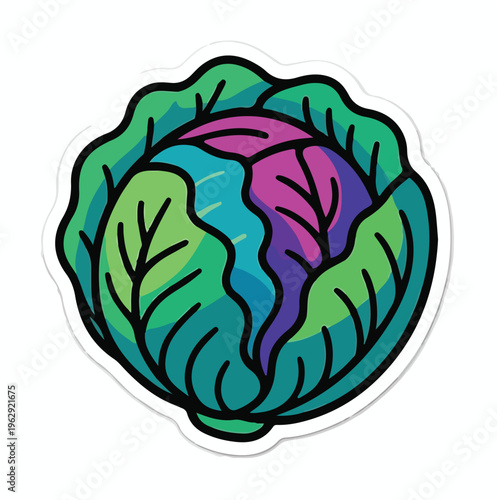 A vibrant illustrated cabbage head showcasing fresh green outer leaves and colorful purple and blue inner foliage.