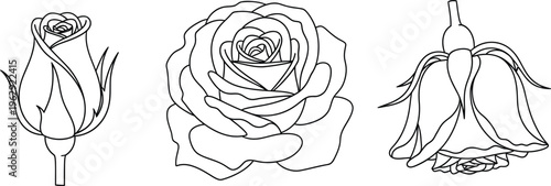 Set of rose flower illustrations depicting different stages of bloom from bud to full blossom and wilting in a minimalist line art style