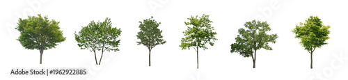 Set of  tree and the frontal street trees isolated png on a transparent background perfectly cuto