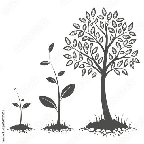 Growth stages of a tree from seedling to maturity