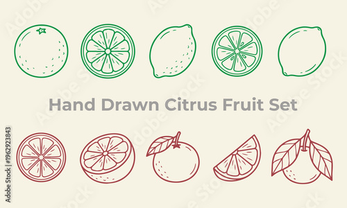 Hand drawn citrus fruit set fresh organic and healthy fruits isolated on white background perfect for design and decoration elements.