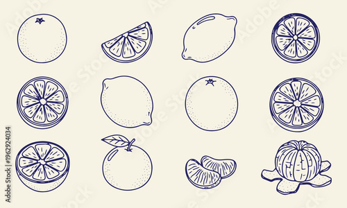 Citrus fruit collection features hand drawn orange lemon lime mandarin slices and whole fruits in blue line art style for culinary illustrations beverage branding or grocery store graphics.