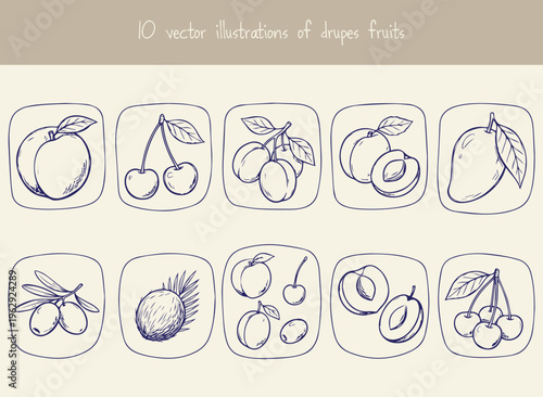 Collection of ten vector illustrations showcasing various drupe fruits like peaches cherries olives coconuts and mangoes presented in a rounded square frame.