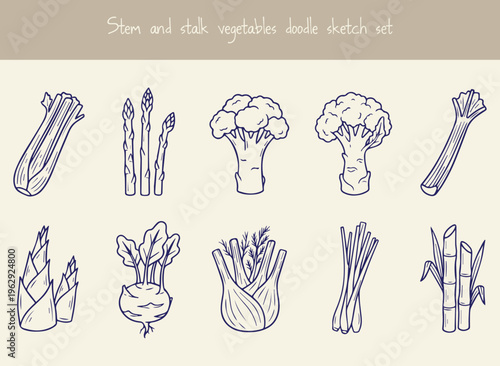 Stem and stalk vegetables doodle sketch set, hand drawn line art illustration of fresh organic produce, healthy eating and vegetarian food concept.