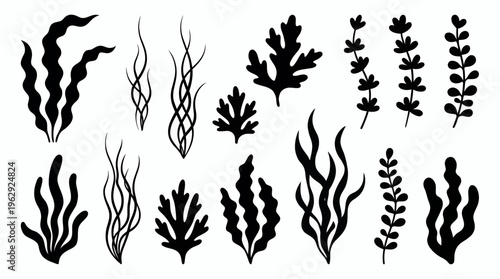 Collection of seaweed and aquatic underwater plant silhouettes isolated on white background, concept for marine ecosystem illustration, botanical graphic design and aquatic nature branding