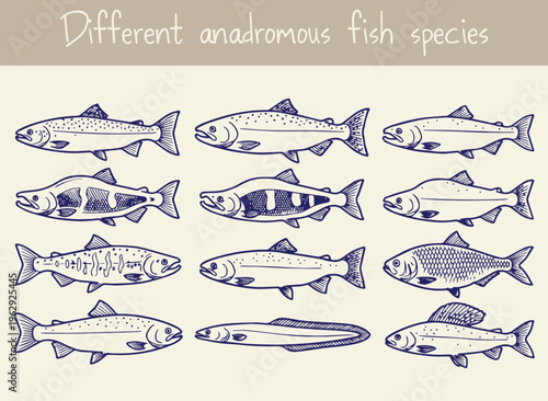 Set of various anadromous fish species hand drawn in dark blue ink on beige background featuring salmon trout and eel illustrations for biological research or educational nature conservation.