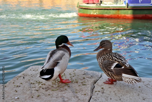 Foto A pair of ducks along Canal Grande di Murano (Grand Canal of Murano) in Murano,