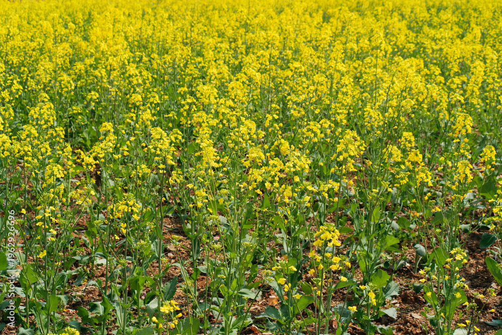 Fototapeta premium Blooming rapeseed flowers in a vibrant yellow field under soft natural daylight