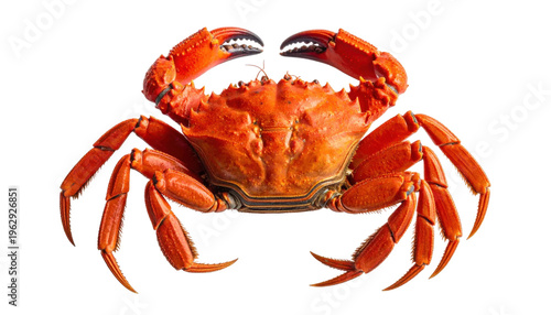 Vibrant Orange Cooked Crab with Claws Extended Against Transparent Background Macro Studio Shot