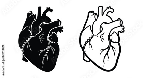Anatomical illustration of a human heart in two contrasting views