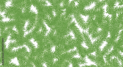 Dense texture of green spruce and pine needle branches covering a white background for a natural forest and winter holiday theme.