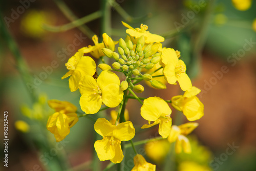 фотографія Close up of bright yellow canola flowers blooming in the spring field