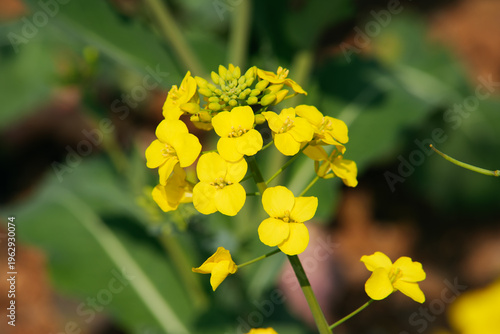 Close up of bright yellow canola flowers blooming in the spring field