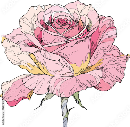 A beautiful pink rose bloom showing delicate petals and soft colorful gradients captured in a detailed and elegant artistic style