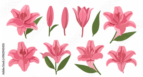 Pink lily flower vector set with blossoms buds and leaves isolated on white background floral collection