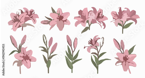 Elegant pink lily flowers vector set with blooming blossoms buds and leaves isolated on white