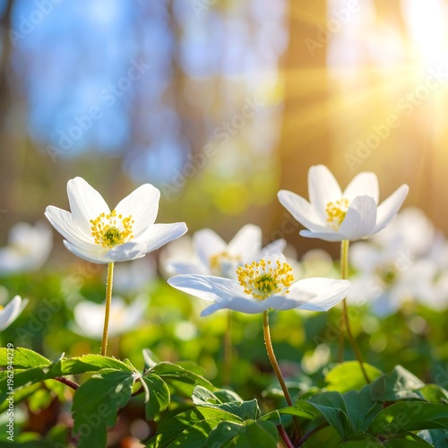 A serene forest scene with white flowers and sunbeam