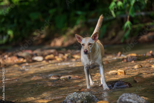 Sticker Taiwanese native dogs playing in a stream in Nantou