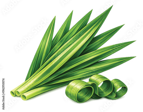 Pandan Leaves Bundle with Rolled Leaves Watercolor Isolated Transparent Background