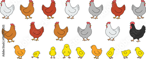 Cartoon chickens and chicks vector illustration, colorful poultry farm animals, cute bird characters design, domestic hen and baby chick graphics for stock content