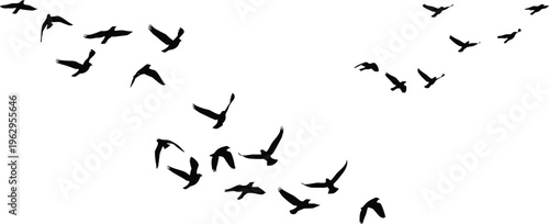 Flock of flying birds silhouette in scattered formation capturing wildlife movement, freedom and migration in minimal black design for nature illustration and background use