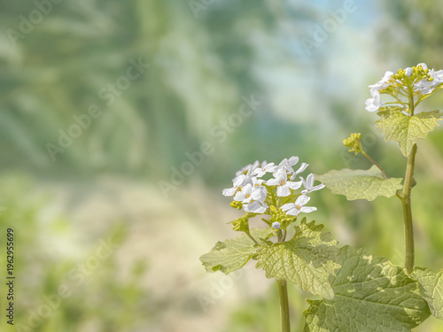 A white wildflower bloomed in the garden on a bright sunny day