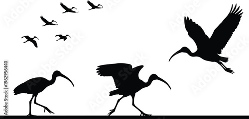 Ibis bird silhouette set featuring flying and walking poses with flock in sky, detailed black wildlife illustration for nature design, habitat and migration concepts