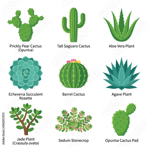 Variety of Cactus Plants.