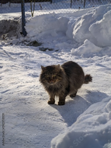 Картината върху платно Cute domestic cat with shaggy fur looks directly at the camera in a snowy environment