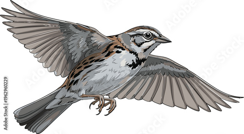 Detailed Illustration of a Flying Sparrow Bird in Mid-Air for Nature and Wildlife Designs
