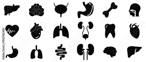 Human internal organs featuring brain, heart, kidney, stomach, lungs, liver, intestine, nerve, and knee joint drawn in black outline style. Concept of anatomy, human health.