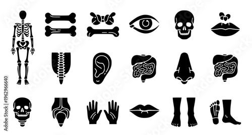 Anatomy glyph icon collection human body organs bones and parts black silhouette vector set isolated on white