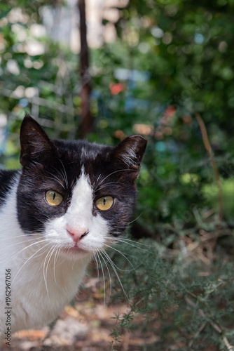 Close-up portraits of street cats in natural outdoor setting. Domestic animals with different colors and expressions in urban environment.