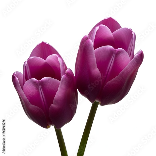 Purple tulips, delicate petals, studio shot on white, fresh botanical elegance.