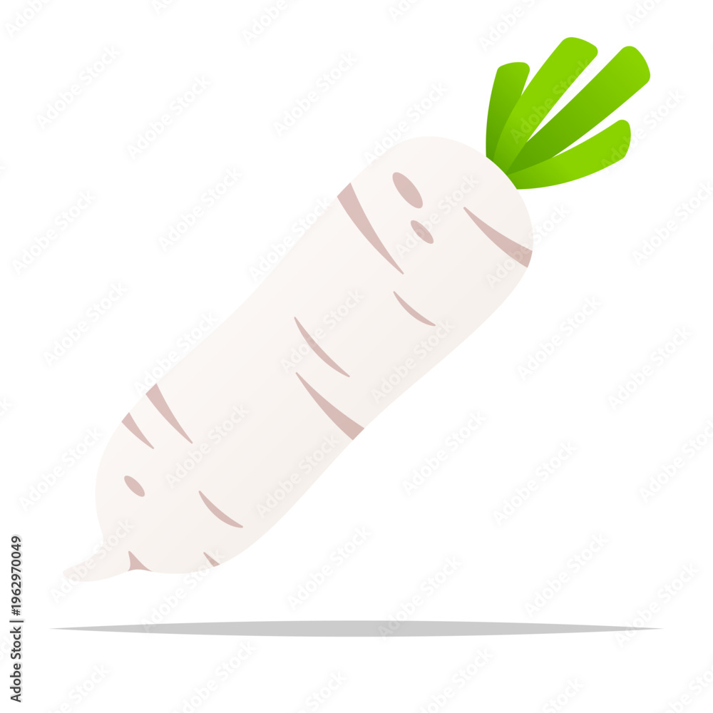 Obraz premium White radish vegetable vector isolated illustration