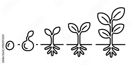 Vector showcasing the stages of seed germination and plant growth in sequence