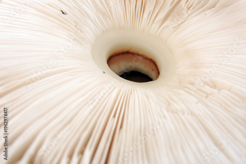 Abstract macro texture of white mushroom gills, repetitive pattern, organic lines, soft natural lighting, minimalist nature background