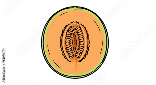 Vibrant cross-section of a fresh cantaloupe melon revealing its succulent orange flesh and seed core illustration