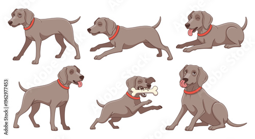 Weimaraner dog in various playful positions with collar  