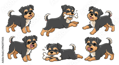 Affenpinscher dog in various playful poses with a bone  