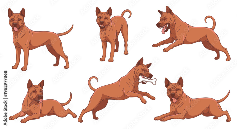 Fototapeta premium Thai Ridgeback dog in various playful poses and expressions