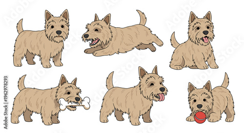Skye Terrier dog playing, running, and interacting with toys  