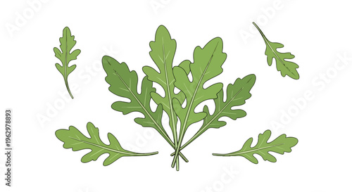 Vibrant green arugula leaves illustration meticulously designed for fresh culinary applications, emphasizing healthy food concepts, natural