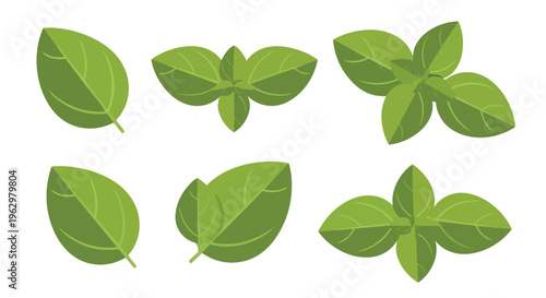 Vibrant green basil leaves and fresh sprigs vector illustration set showcasing delightful culinary herbs perfect for cooking and healthy eating