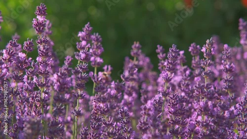 Majestic golden hour close-up of blooming lavender (Lavandula) in full sun, with numerous bees foraging in a tranquil field and gentle breeze, graded