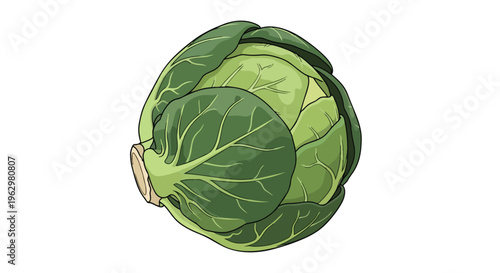A captivating illustration of fresh, crisp green cabbage, showcasing its intricate layered leaves and natural texture, ideal for healthy recipes and