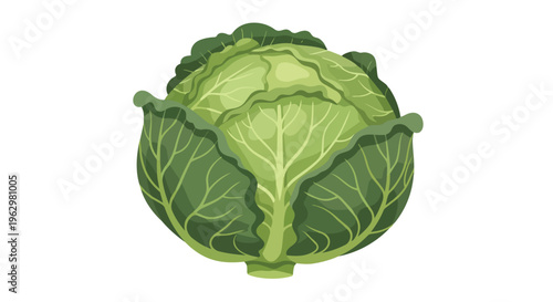 A vibrant green brassica vegetable, depicting a wholesome and crisp cabbage head ready for culinary preparations, emphasizing fresh produce and