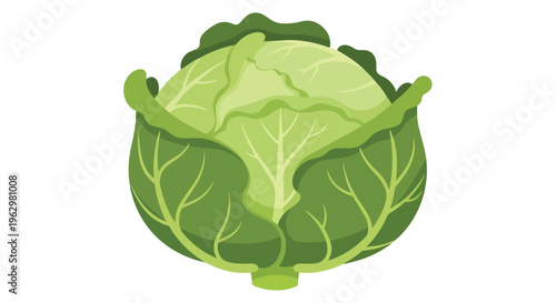 A vibrant illustration of a freshly harvested green cabbage head showcasing its layered leaves and crisp texture ideal for healthy culinary