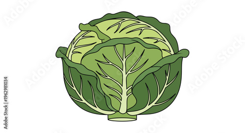 A vibrant emerald illustration capturing a plump, crisp green cabbage, showcasing its organic layered structure and intricate veins, perfect for